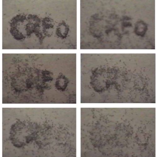 alberto-borea De creaciones y creencias, 2001 Video, 4’35”